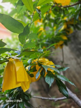 옥상농원님의 복숭아 · 영농일지 작성글 사진