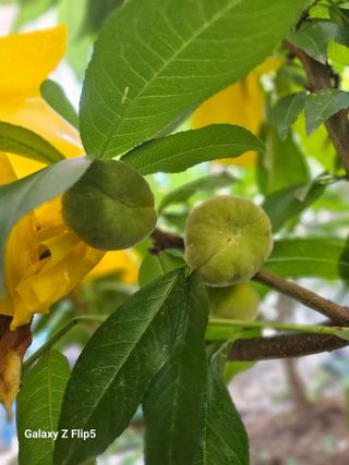 옥상농원님의 복숭아 · 영농일지 작성글 사진