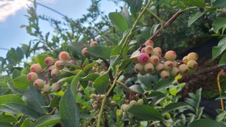 김동만님의 블루베리 · 영농일지 작성글 사진