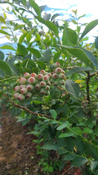 김동만님의 블루베리 · 영농일지 작성글 사진