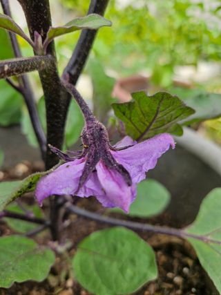 강류담15632님의 자유주제 · 자유게시판 작성글 사진