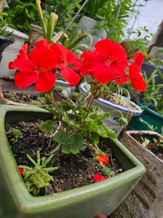 강류담15632님의 자유주제 · 자유게시판 작성글 사진
