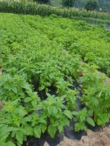 팜모닝 참깨·영농일지 게시글 이미지