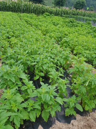 유목님의 참깨 · 영농일지 작성글 사진