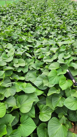 경주 천년미소님의 고구마 · 영농일지 작성글 사진