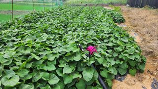 경주 천년미소님의 고구마 · 영농일지 작성글 사진