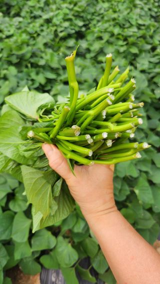 경주 천년미소님의 고구마 · 영농일지 작성글 사진