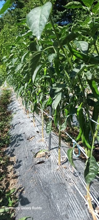 이화영(7629)님의 고추 · 영농일지 작성글 사진