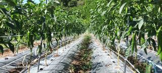 이화영(7629)님의 고추 · 영농일지 작성글 사진