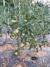 팜모닝 토마토·영농일지 게시글 이미지