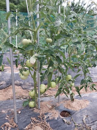 인간네비님의 토마토 · 영농일지 작성글 사진