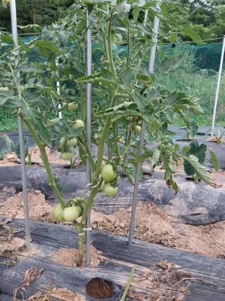 인간네비님의 토마토 · 영농일지 작성글 사진