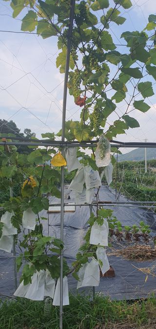 박상중님의 포도 · 영농일지 작성글 사진