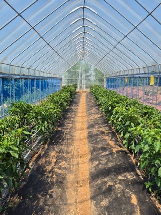 덕열님의 고추 · 병해충상담 작성글 사진