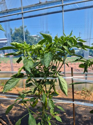 덕열님의 고추 · 병해충상담 작성글 사진