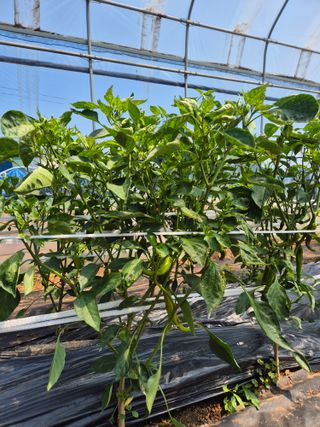 덕열님의 고추 · 병해충상담 작성글 사진