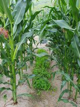 팜모닝 자유주제·자유게시판 게시글 이미지