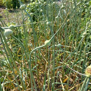 김상선님의 마늘 · 영농일지 작성글 사진