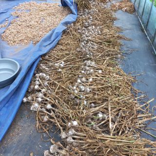 김상선님의 마늘 · 영농일지 작성글 사진