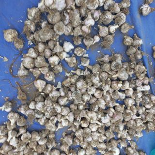 김상선님의 마늘 · 영농일지 작성글 사진