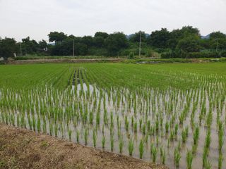 고추13782님의 벼 · 영농일지 작성글 사진