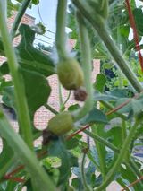 팜모닝 자유주제·자유게시판 게시글 이미지