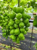 팜모닝 👩🏻‍🌾7월 농작업 계획·참여글 게시글 이미지