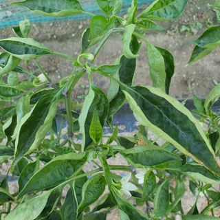 표고버섯14221님의 고추 · 영농일지 작성글 사진