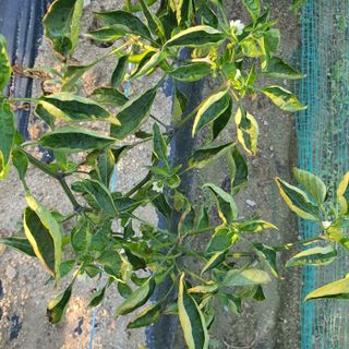 표고버섯14221님의 고추 · 영농일지 작성글 사진