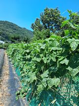 팜모닝 토마토·영농일지 게시글 이미지