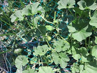 오성마마님의 토마토 · 영농일지 작성글 사진