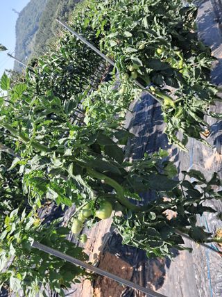 오성마마님의 토마토 · 영농일지 작성글 사진