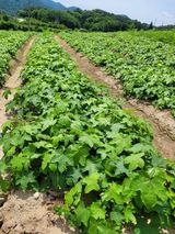 팜모닝 두릅·영농일지 게시글 이미지