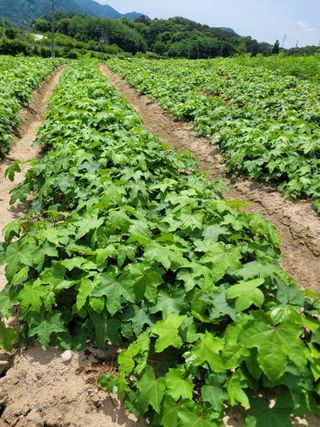 상근농원김덕주님의 두릅 · 영농일지 작성글 사진