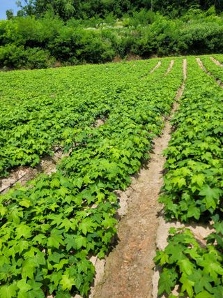 상근농원김덕주님의 두릅 · 영농일지 작성글 사진