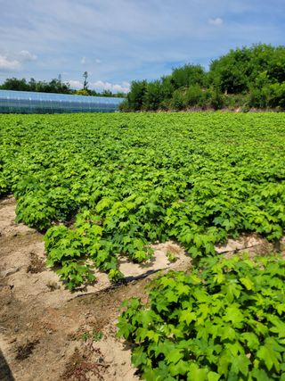 상근농원김덕주님의 두릅 · 영농일지 작성글 사진