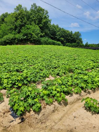 상근농원김덕주님의 두릅 · 영농일지 작성글 사진