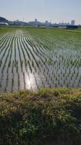 팜모닝 벼·영농일지 게시글 이미지