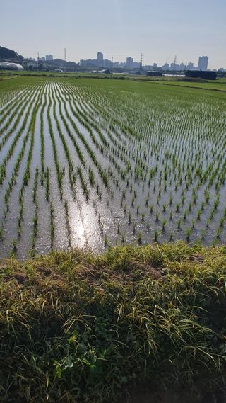 최천진님의 벼 · 영농일지 작성글 사진