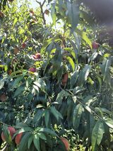 팜모닝 복숭아·영농일지 게시글 이미지