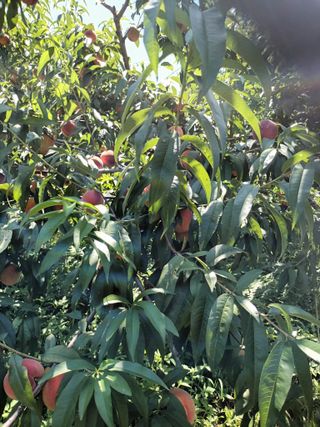 황고개농장님의 복숭아 · 영농일지 작성글 사진