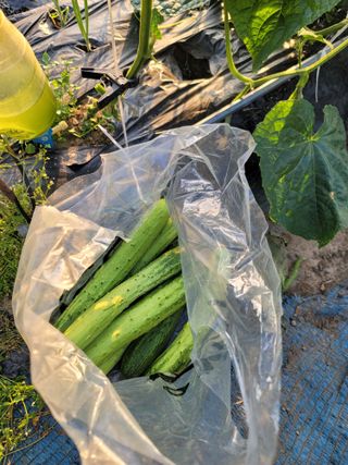 jun님의 오이 · 영농일지 작성글 사진