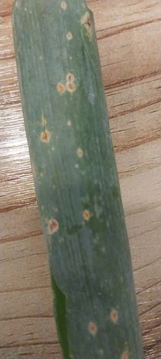 남기하님의 파 · 병해충상담 작성글 사진