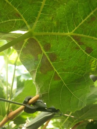 전진옥님의 포도 · 병해충상담 작성글 사진