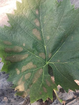 전진옥님의 포도 · 병해충상담 작성글 사진