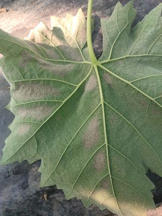 전진옥님의 포도 · 병해충상담 작성글 사진