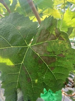 전진옥님의 포도 · 병해충상담 작성글 사진