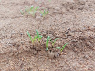 류우림님의 👩🏻‍🌾7월 농작업 계획 · 참여글 작성글 사진