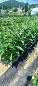 팜모닝 참깨·영농일지 게시글 이미지