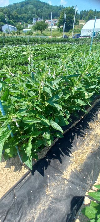 손중호 님의 참깨 · 영농일지 작성글 사진